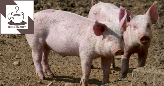 Bible-Smart.com: Pigs
